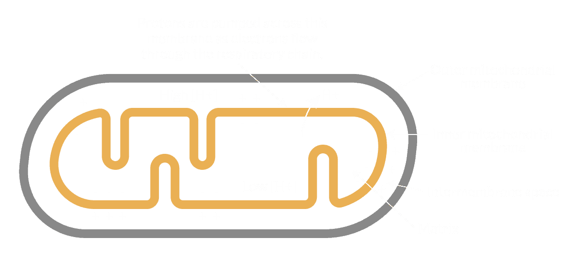 Mitochondrial membrane and negative-ion production diagram