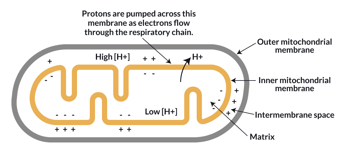 Click to enlarge Mitochondrial membrane and negative-ion production diagram